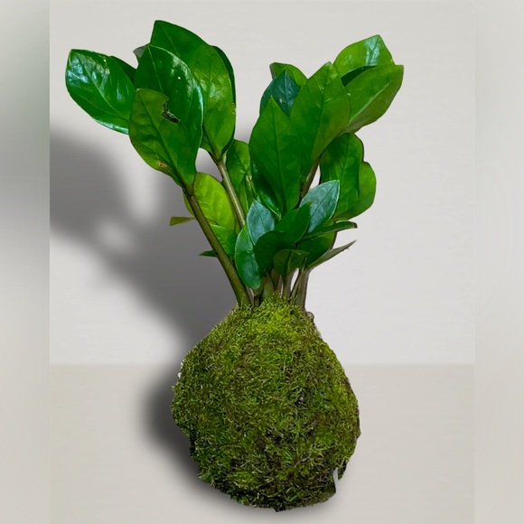 Botanical Bee Plant Boutique Other Kokedama Zz Plant Indoor Garden